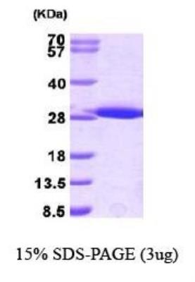 SDS-Page: GST Epitope Tag Protein [NBP1-30276] - GST Epitope Tag Protein Glutathion S-transferase Mu 1, 28.1 kDa (238aa), confirmed by MALDI-TOF with a purity of 95% by SDS - PAGE