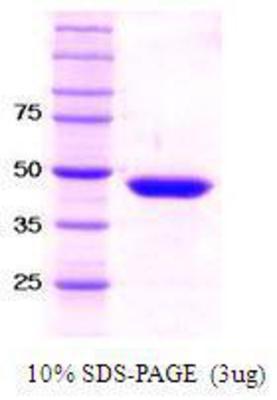 SDS-Page: SETD7/9 Protein [NBC1-18444] - Set7/9, 40.7 kDa (366 aa), confirmed by MALDI-TOF with a purity of 95% by SDS - PAGE