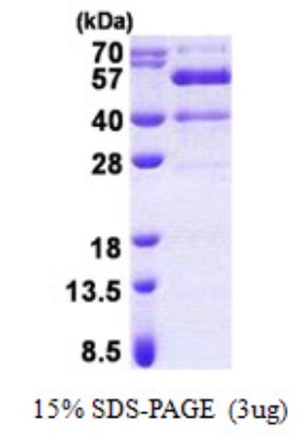 SDS-Page: Synaptotagmin 13 Protein [NBP2-22839]