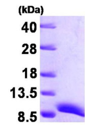 Western Blot: ATOX1 Protein [NBP1-30171] - 15% SDS-PAGE (3ug)