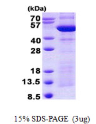 SDS-Page: Synaptotagmin 4 Protein [NBP2-22837]