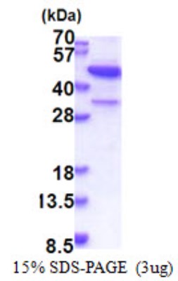 SDS-Page: MAP3K12 binding inhibitory protein 1 Protein [NBP2-23216]