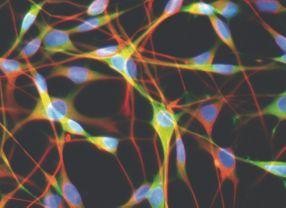 Immunocytochemistry/Immunofluorescence: Laminin Protein [NBP1-78301] - Schwann cells on Laminin-1 substratum