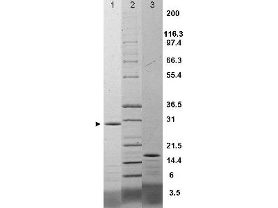SDS-PAGE using Rockland's Recombinant Rat IL-17F Protein shows bands corresponding to IL-17F  (1µg) in lane 1 (unreduced, arrowhead) and lane 3 (reduced).   Molecular weight estimation was made by comparison to prestained MW markers, lane
