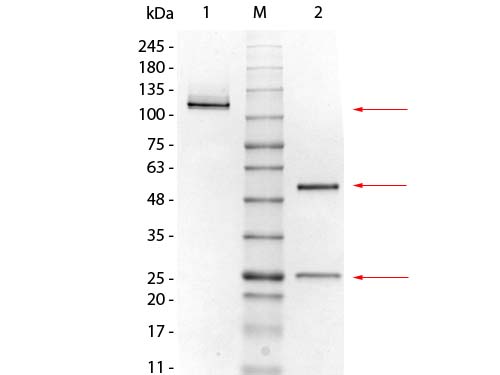 SDS-PAGE of Mouse IgG1 Kappa Isotype Control. Lane 1: Mouse IgG1 Kappa Isotype Control, Non-reduced. M: Opal Pre-stained Ladder (p/n MB-210-0500). Lane 2: Mouse IgG1 Kappa Isotype Control, Reduced. Load: 1.0 µg per lane. Predicted/Observed: 120 kDa Non-reduced, 55 and 25 Reduced.