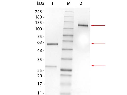 SDS-PAGE of Mouse IgG1 Lambda Isotype Control. Lane 1: Mouse IgG1 Lambda Isotype Control, Reduced. M: Opal Pre-stained Ladder (p/n MB-210-0500). Lane 2: Mouse IgG1 Lambda Isotype Control, Non-reduced. Load: 1.0 µg per lane. Predicted/Observed: 120 kDa Non-reduced, 55 and 25 Reduced.