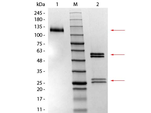 SDS-PAGE of Mouse IgG1 Isotype Control. Lane 1: Mouse IgG1 Isotype Control, Non-reduced. M: Opal Pre-stained Ladder (p/n MB-210-0500). Lane 2: Mouse IgG1 Isotype Control, Reduced. Load: 1.0 µg per lane. Predicted/Observed: 120 kDa Non-reduced, 55 and 25 Reduced.