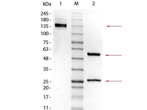 SDS-PAGE of Mouse IgG2a Kappa Isotype Control. Lane 1: Mouse IgG2a Kappa Isotype Control, Non-reduced. M: Opal Pre-stained Ladder (p/n MB-210-0500). Lane 2: Mouse IgG2a Kappa Isotype Control, Reduced. Load: 1.0 µg per lane. Predicted/Observed: 140 kDa Non-reduced, 55 and 25 Reduced.