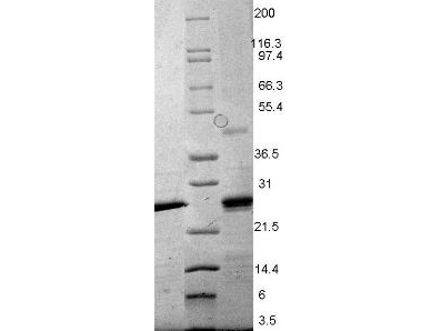 SDS-PAGE using Rockland's Recombinant Mouse EBI-3 Protein shows bands corresponding to EBI-3  (1µg) in lane 1 (unreduced, arrowhead) and lane 3 (reduced).   Molecular weight estimation was made by comparison to prestained MW markers, lane 2