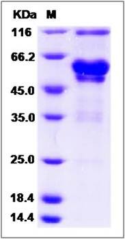 SDS-PAGE analysis of cynomolgus EDA2R protein