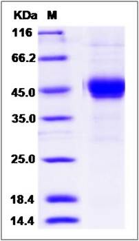 SDS-PAGE analysis of cynomolgus BTLA protein