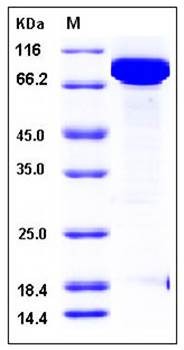 SDS-PAGE analysis of Human DR6 Fc tag protein