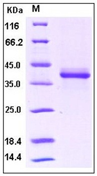 SDS-PAGE analysis of Human S100A1 Fc tag protein