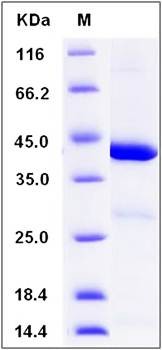 SDS-PAGE analysis of Human IDO1 protein