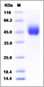 SDS-PAGE analysis of human DPEP1 protein (His Tag)