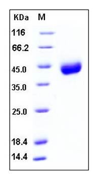 SDS-PAGE analysis of Human CD38 His tag protein