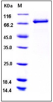 SDS-PAGE analysis of Human LYN GST tag protein