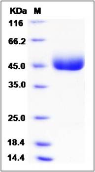 SDS-PAGE analysis of Human LRG1 protein