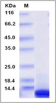 SDS-PAGE analysis of human CXCL10 protein (Native)