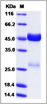 SDS-PAGE analysis of Cynomolgus (His Tag) protein