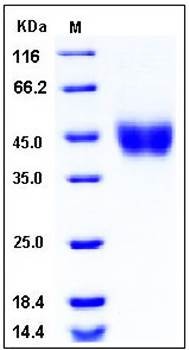 SDS-PAGE analysis of human FCRL1 His tag protein