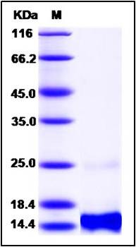 SDS-PAGE analysis of human CXCL14 protein (Native)
