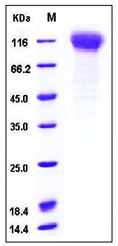 SDS-PAGE analysis of Human NCSTN His tag protein