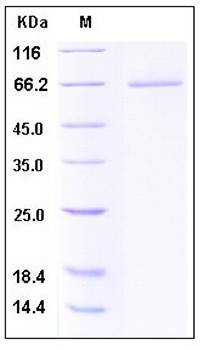 SDS-PAGE analysis of Human CD27 Fc His tag protein
