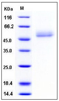 SDS-PAGE analysis of Human ICOS Fc His tag protein