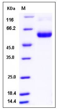 SDS-PAGE analysis of mouse TNFR1 protein
