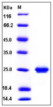 SDS-PAGE analysis of Human CD32a His tag protein