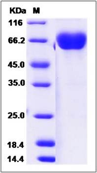 SDS-PAGE analysis of Canine CD2 protein