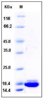 SDS-PAGE analysis of Mouse PRDX5 protein (His Tag)
