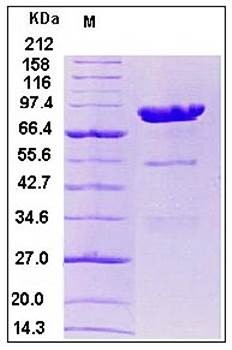 SDS-PAGE analysis of human CPE Fc tag protein