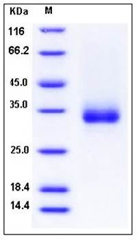 SDS-PAGE analysis of Cynomolgus CD32b His AVI tag protein