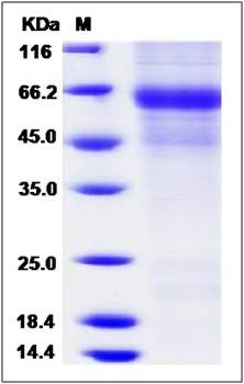 SDS-PAGE analysis of Mouse Protein C protein (His Tag)
