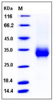 SDS-PAGE analysis of Cynomolgus CD32b His AVI tag protein