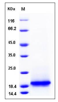 SDS-PAGE analysis of Cynomolgus CD3E protein (His Tag)