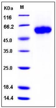 SDS-PAGE analysis of human GFRA1 His tag protein