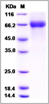 SDS-PAGE analysis of Human LILRB2 protein (His Tag)