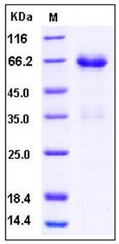 SDS-PAGE analysis of Human DR6 Fc tag protein