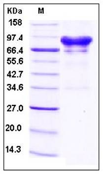 SDS-PAGE analysis of human CA9 Fc tag protein