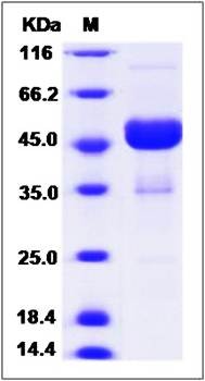 SDS-PAGE analysis of Ephrin-A4 protein