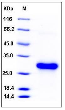 SDS-PAGE analysis of human CLEC4A His tag protein