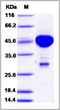 SDS-PAGE analysis of Human MOBKL1A protein (GST Tag)