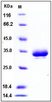 SDS-PAGE analysis of mouse EPOR His tag protein