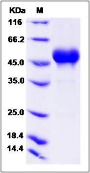 SDS-PAGE analysis of Cynomolgus CD160 protein