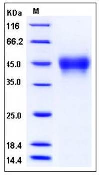 SDS-PAGE analysis of human CD16a His tag (176 Phe/Val) protein