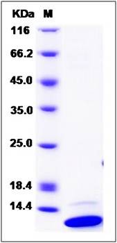 SDS-PAGE analysis of human GLRX protein (His Tag)