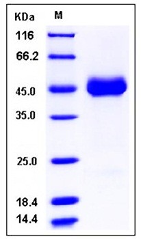 SDS-PAGE analysis of human SIRPG His tag protein